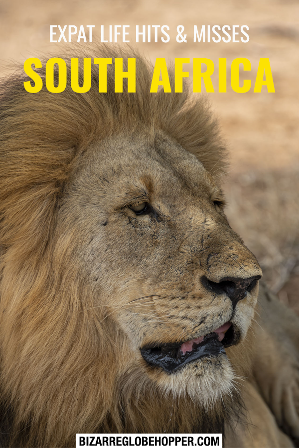 Expat life highs and lows in South Africa with useful tips for South African visa renewal, safaris, and getting used to the African lifestyle. #SouthAfrica #expat #Africa
