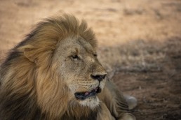 Handsome lion in Kruger National Park, South Africa