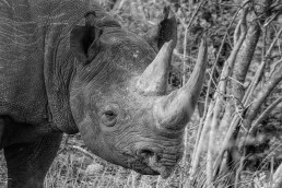 Black rhino male in Balule Nature Reserve, South Africa