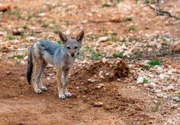 Jackal pup in Balule Nature Reserve, South Africa