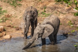 Young elephants having a bath in Kruger National Park, South Africa