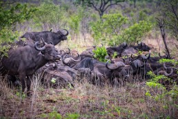 A herd of buffalo in Kruger National Park, South Africa