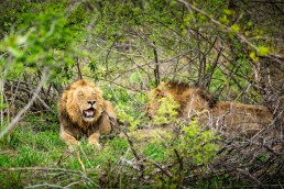 Lion brothers in Kruger National Park, South Africa