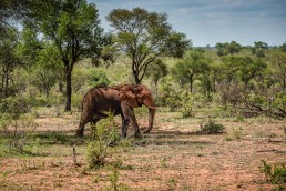 Wild elephant bull in its natural habitat in Kruger National Park, South Africa