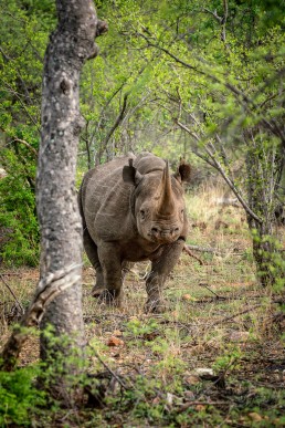 Black rhino in Balule Game Reserve, Greater Kruger National Park