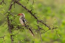 Balule Nature Reserve has outstanding birding thanks to Olifants River