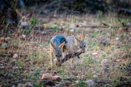 Black-backed jackal siblings playing in Balule Nature Reserve, Greater Kruger National Park