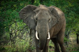 Elephant in Balule Nature Reserve, off-the-beaten-path private reserve within Greater Kruger National Park, South Africa