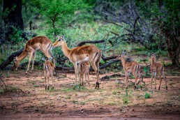 Walking safaris in Greater Kruger National Park show wildlife from another perspective