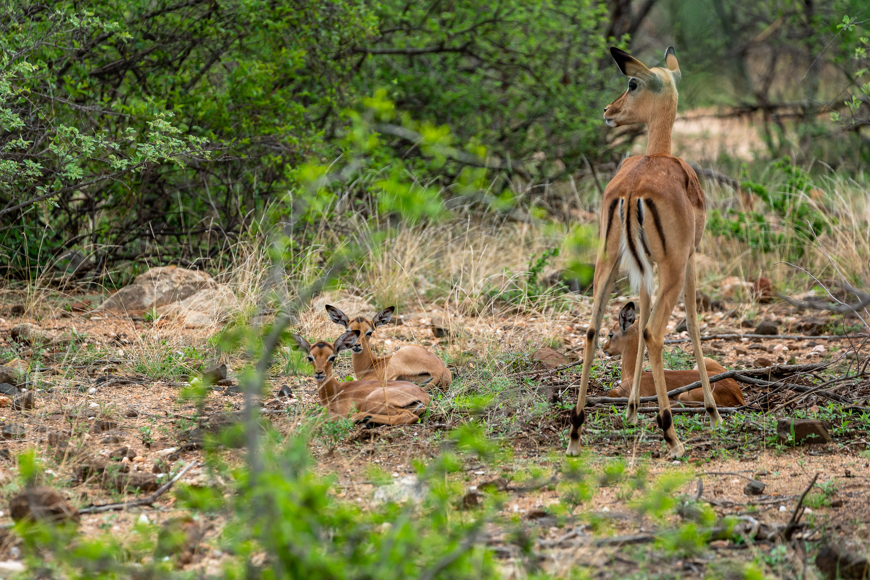 Impala babies in Balule Nature Reserve, South Africa