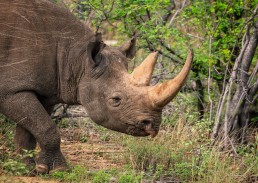 Beautiful black rhino in Balule Nature Reserve, South Africa