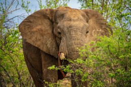 Private reserves in Greater Kruger allow off-roading for the best wildlife encounters