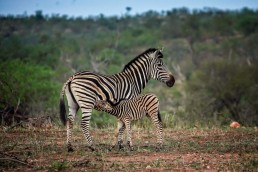 Zebra with a foal in Balule Nature Reserve, Greater Kruger National Park