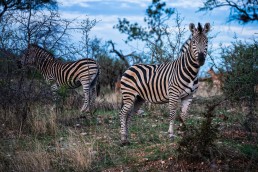 Unfenced camps in Greater Kruger National Park allow animals walk inside the camp