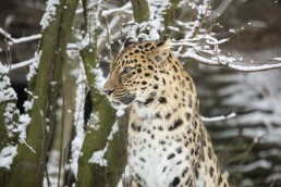 Amur leopard in snow in Korkeasaari zoo