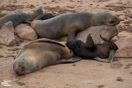 Baby seal sucking milk, Cape Cross Seal Colony, Namibia
