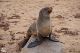 Cape ful seal posing in Cape Cross Seal Colony near Swakopmund, Namibia