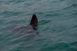 Mola mola a.k.a. sunfish playing in the Atlantic