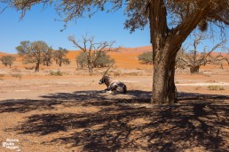 Oryx cooling down in Namib-Naukluft National Park, Namibia