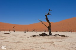 Petrified trees in Deadvlei Pan, Sossusvlei