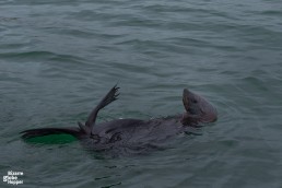 Take a day tour from Swakopmund to find Cape fur seals