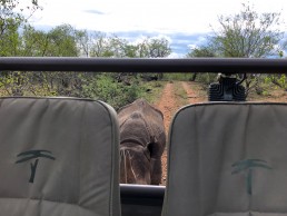 Close rhino encounter in Greater Kruger National Park with Sausage Tree Safari Camp