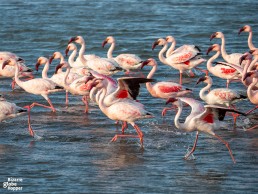 See flamingos in Walvis Bay Lagoon near Swakopmund, Namibia