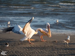 See pelicans in Walvis Bay Lagoon or other birding sites near Swakopmund