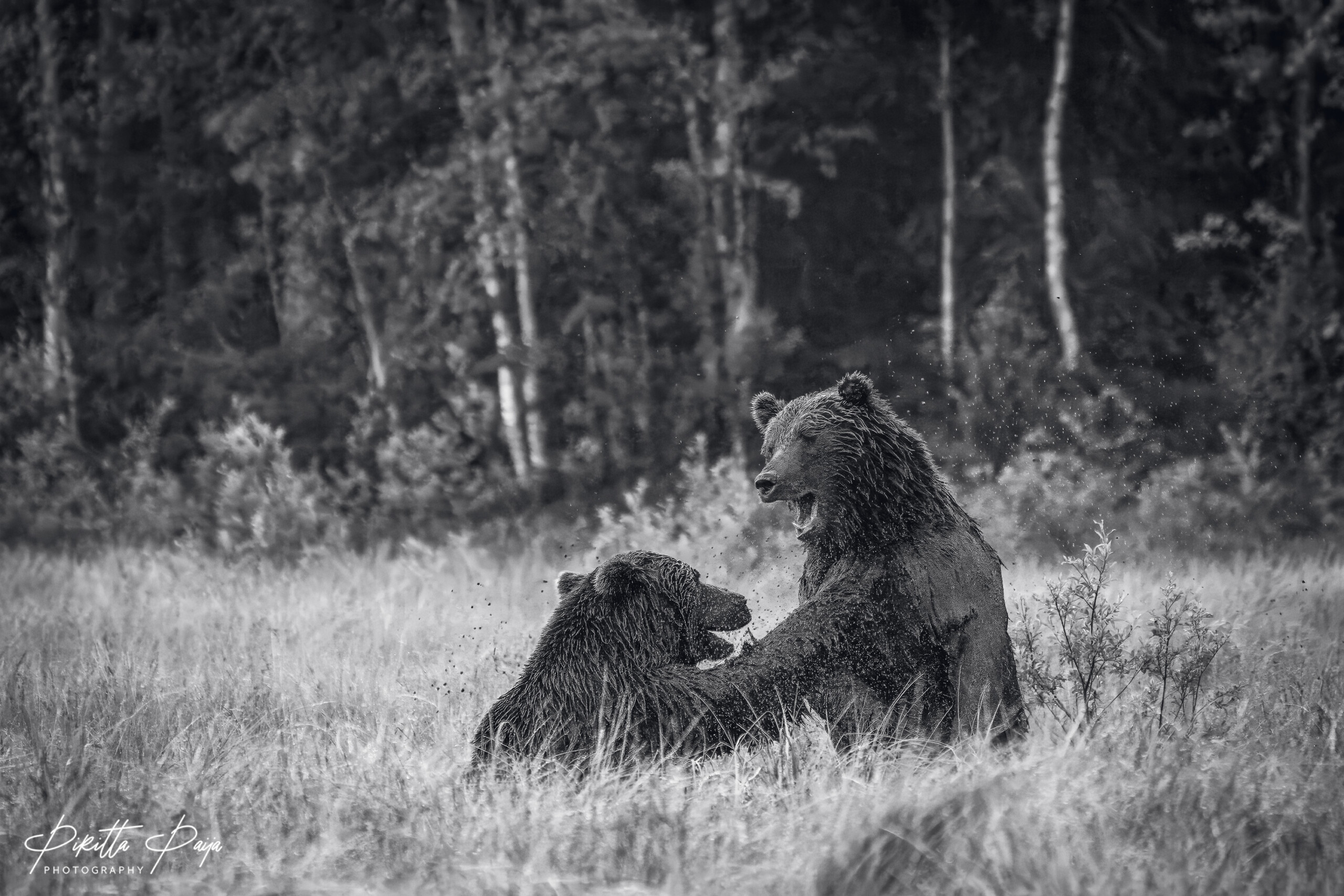 Two male brown bears having a short, but intense fight at the swamp in early July, 2023, bear photography in Kuusamo, Finland.