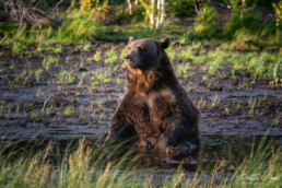 A male brown bear in his prime age sitting in a pond in Kuusamo, Finland. July 2020.