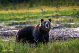 A growling male brown bear in Kuusamo in July 2020, Finland.