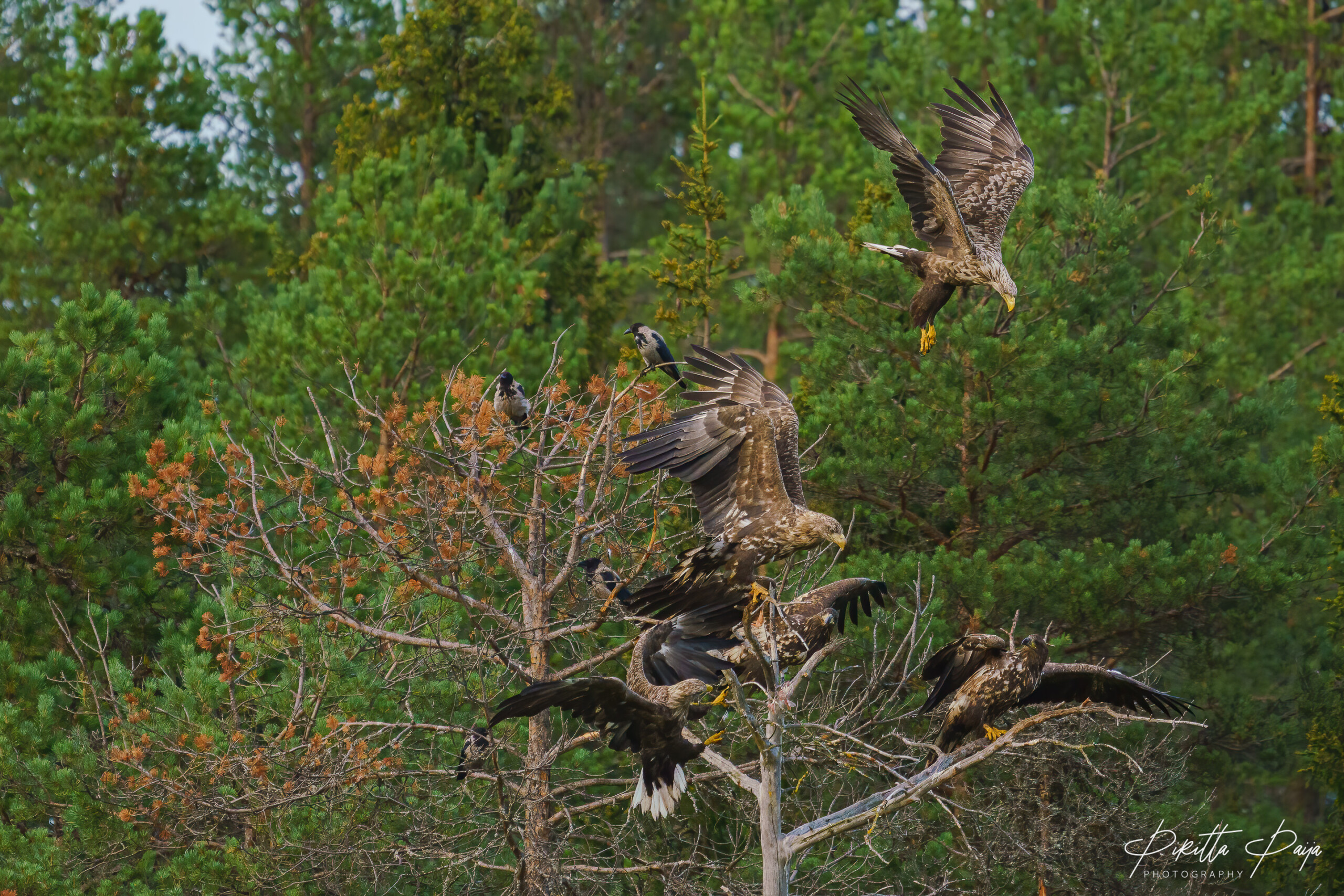 Five white-tailed sea eagles in a same tree top in Kuusamo (2020), Finland.