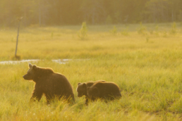 An old female brown bear (nicknamed 