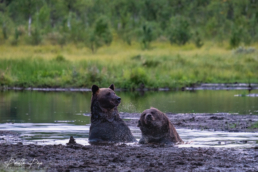 Two young, male brown bears are swimming in the swamp pond, mid-August 2020, Kuusamo, Finland.
