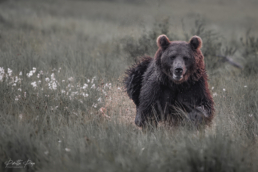 A brown bear male running at a swamp. Bear photography in Kuusamo, Finland.