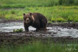 An old, male brown bear (his nickname is Mörkö) in Kuusamo, Finland, in mid-July 2021.