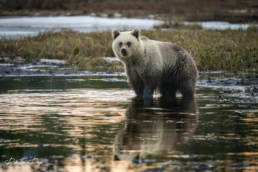 A young, 4-year-old female brown bear in mid-May 2023, when there was still snow on the ground in Kuusamo, Finland.