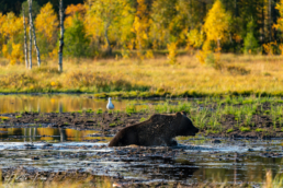 An old female brown bear (nicknamed 