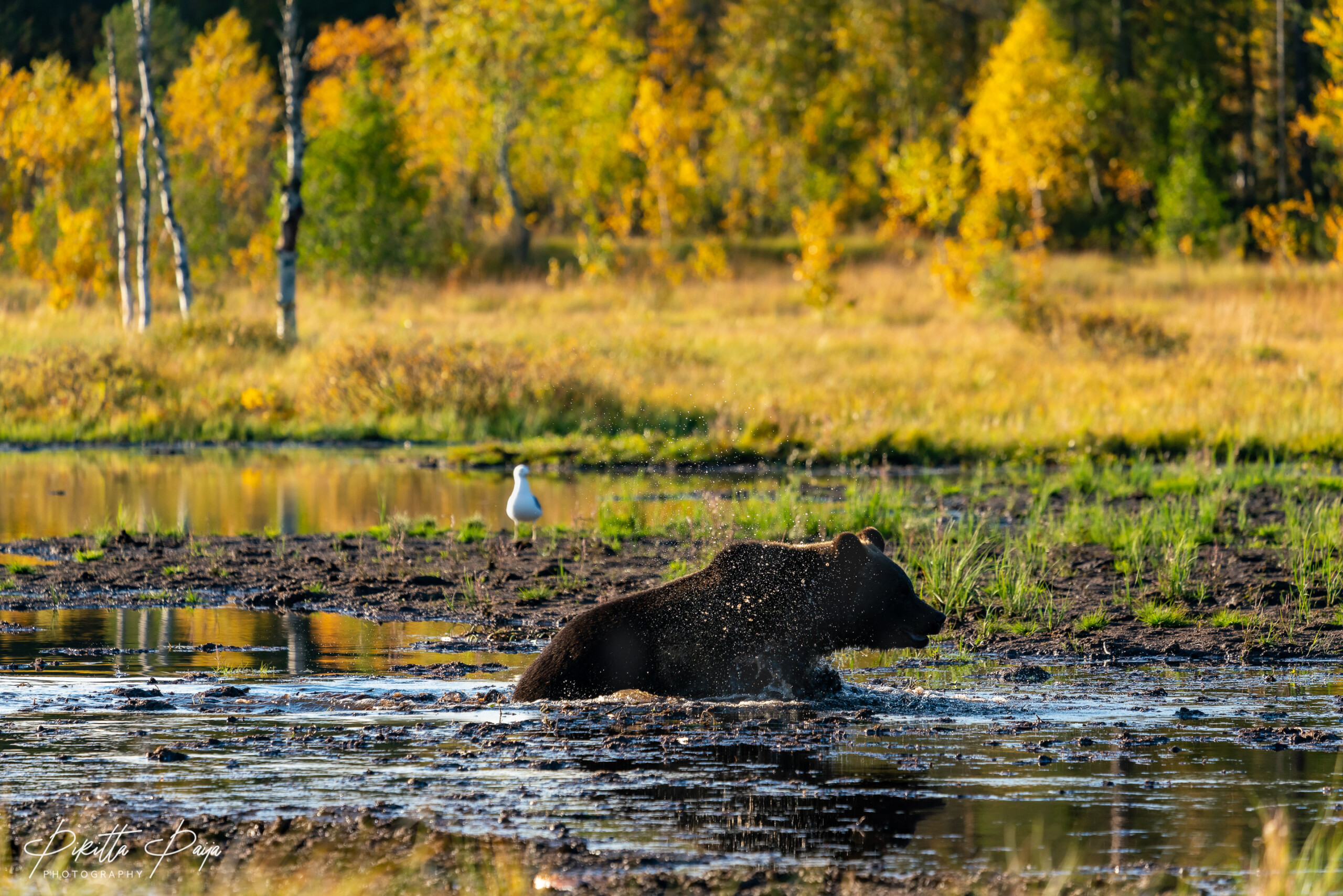 An old female brown bear (nicknamed 