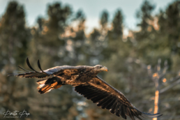 A young, white-tailed sea eagle is flying above the swamp in early September, 2021, in Kuusamo, FInland.